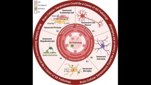 Зомби-клетки запускают болезнь Альцгеймера: порочный круг старения клеток мозга