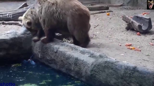 Животные спасают животных