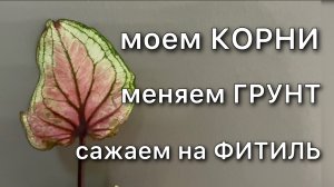 Каладиум Люция Адаптация нового растения ПЕРЕСАДКА Грунт УХОД Карантин Обработка