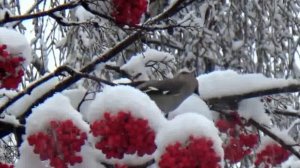 Свиристели жадно поедают рябину