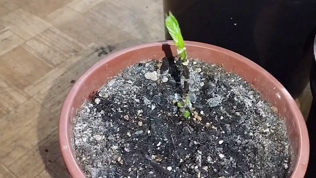 где хранить крупнолистную гортензию зимой смотреть онлайн