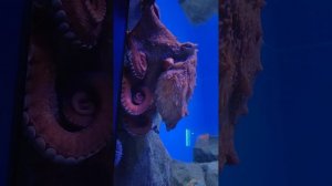 Поход в Москвариум с детьми, осень 2025