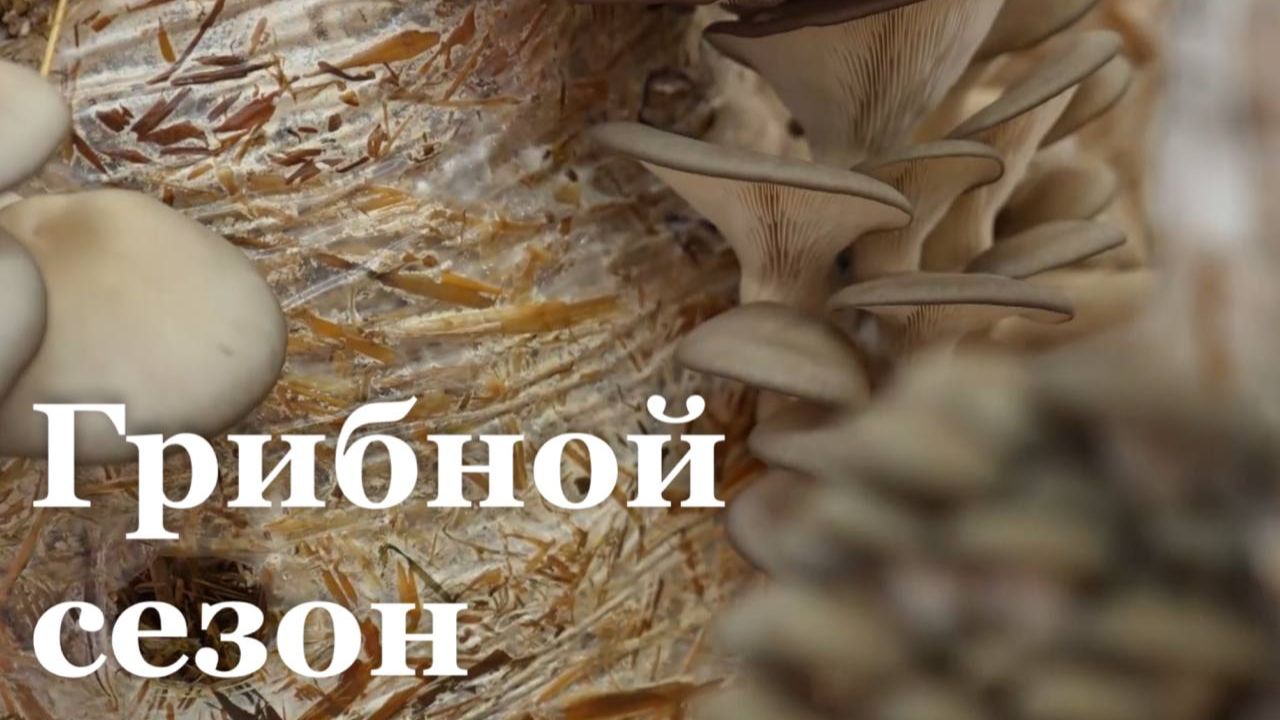 Итоговый репортаж. В ЛНР стартовал грибной сезон