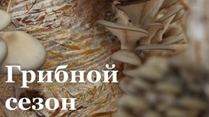 Итоговый репортаж. В ЛНР стартовал грибной сезон