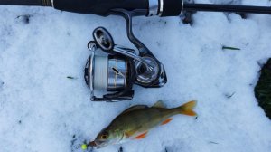 Приток Десны. Микро-джиг 15 ноября 2025 года