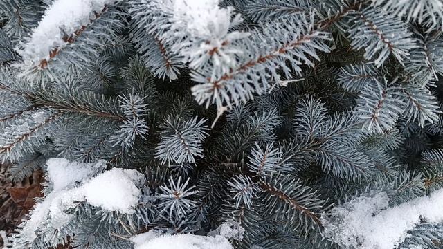 Ель Блю Даймонд.mp4 смотреть онлайн