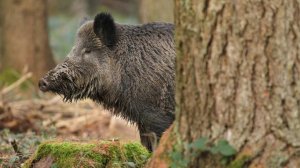 Кабан спас российских бойцов от подрыва на мине