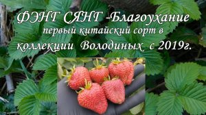 ФЭНГ СЯНГ китайский НСД сорт земляники 2020г.