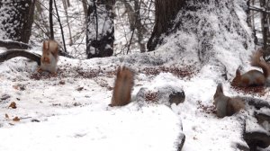 Белки. 6 ноября прошлого 2024 года. Как тогда было