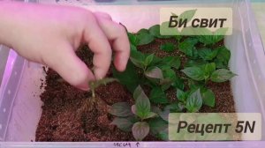 чем укоренить метельчатую гортензию