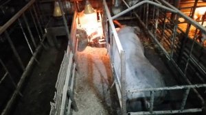 Обстановка в "Хрюндельке" поросята, свиноматки, хряки.