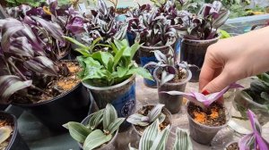 ОБЗОР СТЕЛЛАЖА С РАСТЕНИЯМИ.