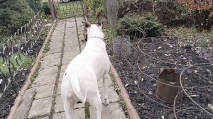 Какие мои кошки