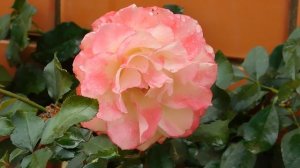 13=11=2025  уни  ПВН  (100)