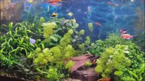 Аквариум 13.05.25