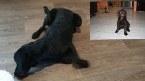 У нас оказался щенок метис лабрадора, как  отличить породу