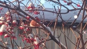 Снегирь, калина и снег