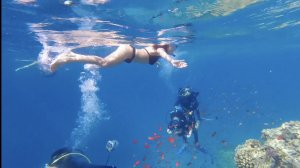 Египет. Красное море! Цветущий сад под водой! Прогулка на яхте.