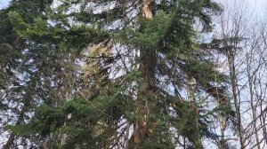 Поездка в Абхазию к Серебрянному источнику (15.11.25)