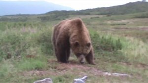 Снимаю медведя из окна избушки. Напарник храпит....