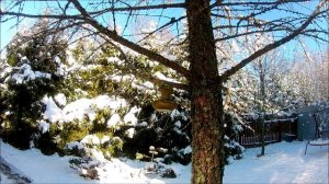 Птицы на кормушке "Яблоко"