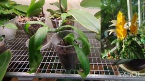 📣Продажа цветов. Излишки.🔥