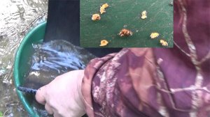 Мою самородное Золото в золотой речке!