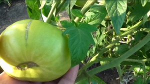 Помидоры МОХНАТЫЙ ШМЕЛЬ, БАБУШКИН ПОЦЕЛУЙ, СЛИВКА КРАСНАЯ, БИЙСКАЯ РОЗА.