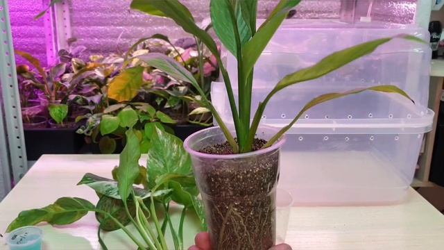 как реанимировать и переукоренить спатифиллум смотреть онлайн