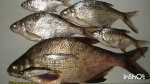 Даже в холодный день Ока красивая