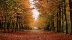 Ветер осенний