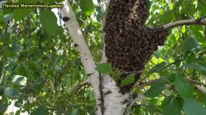 Рои летят один за другим