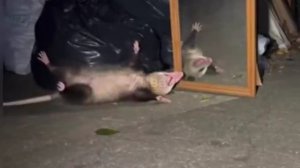 Опоссум нашёл зеркало, испугался и притворился мёртвым