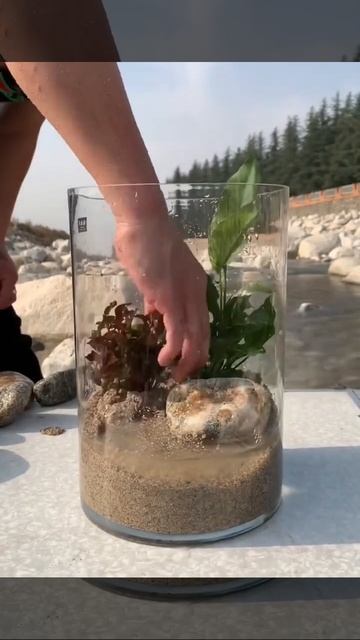 Аквариум на пару дней) смотреть онлайн