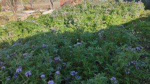 Фацелия 16 ноября 2025