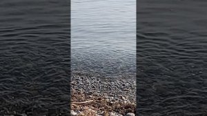 Помилование краба,крабу жить ☝️ Юг,море ноябрь 2025