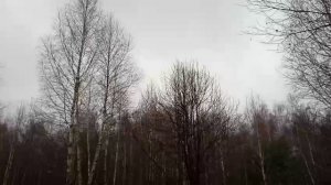 Прогулка по лесу 15 ноября 2025 вторая часть