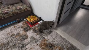 Селедочное масло