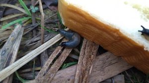 завтрак у улиток