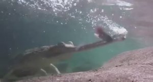 ... Гавиал - Что мы знаем о нём....