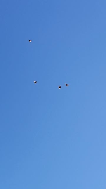 Саратовские безкружные голуби 2025г. смотреть онлайн