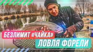 Ловля форели. Безлимит «Чайка». #Onlyspin