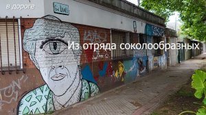 Из отряда соколообразных