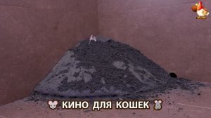 Видео для кошек про крысок развлекать питомцев 🐭🐀😂 (375)