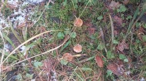 Последние грибочки в ноябре.