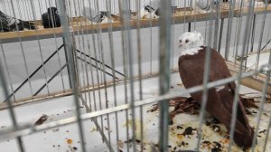 15.11.2025г Международная  Выставка Голубей в Москве ч.1