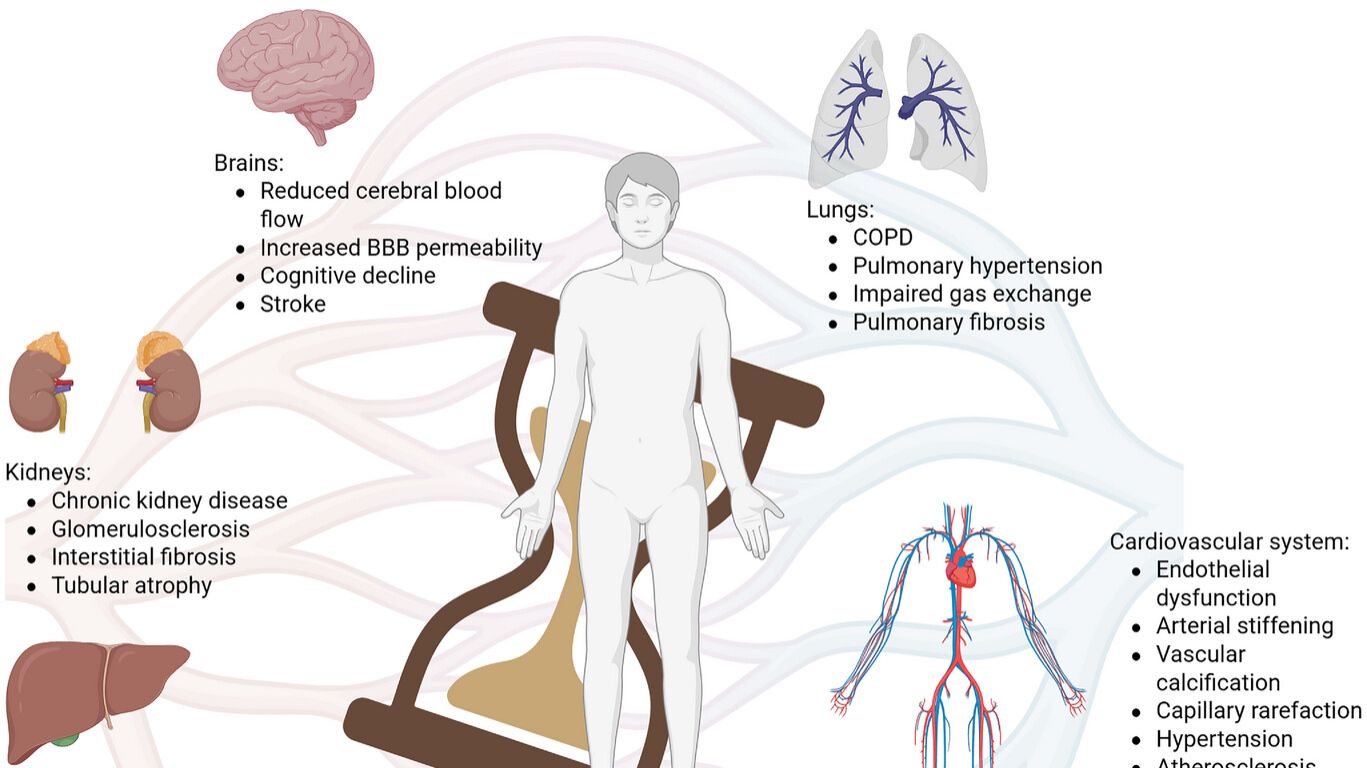 Здоровье микрососудов как ключевой фактор старения организма