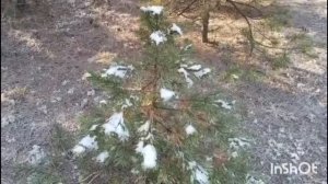 Первый снег в сосновом лесу.