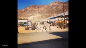 Я бросил вам вызов: посмотрите это видео и не смейтесь над этими ослами 🤣