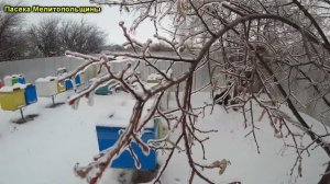 Пасека в ледяном плену
